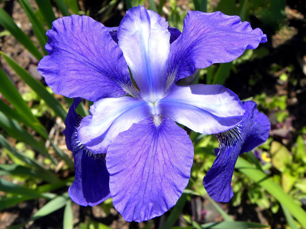 iris